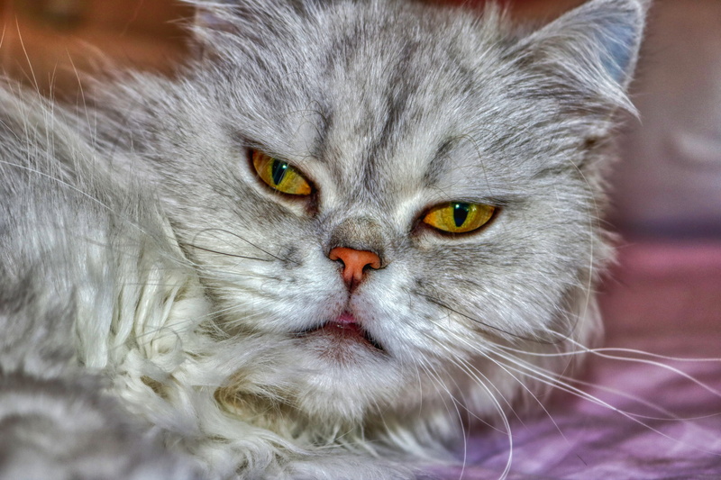 cute, view, whisker, domesticated, animal body part, grey, no people, one animal, hua hin, face, relaxed cat, pets, pretty, animal eye, domestic animals
