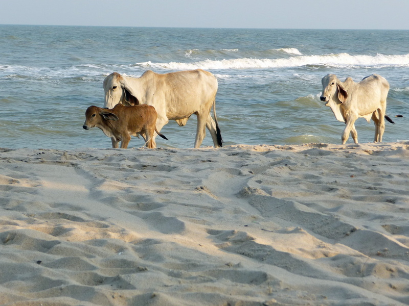 asia, land, mammal, standing, animal themes, water, sand, vertebrate, 2K, herbivorous, pets, bangkok, no people, hua hin, cows, wave, thailand, livestock