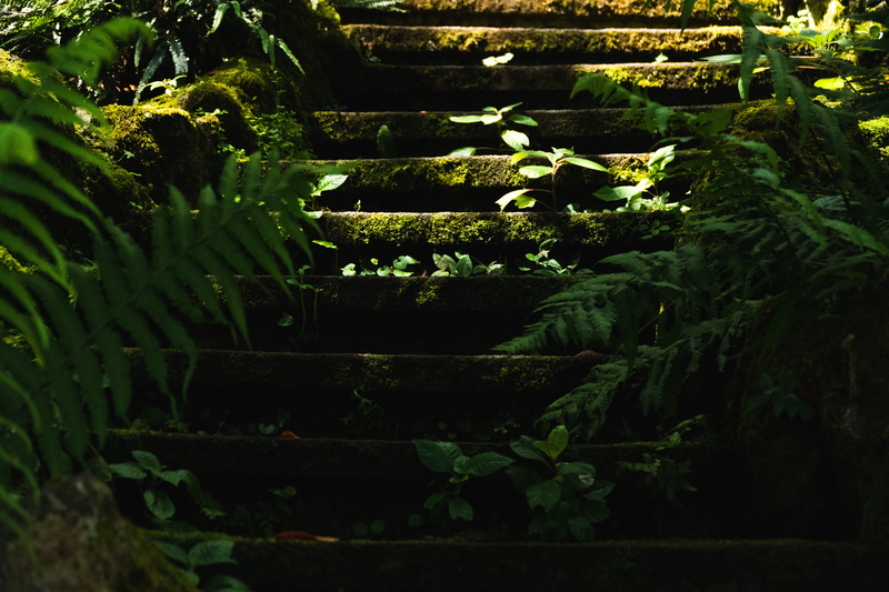 no people, green color, woods, growth, close-up, tranquility, front or back yard, plants, outdoors, stairway, hidden, plant, tree, madeira, land, stairs