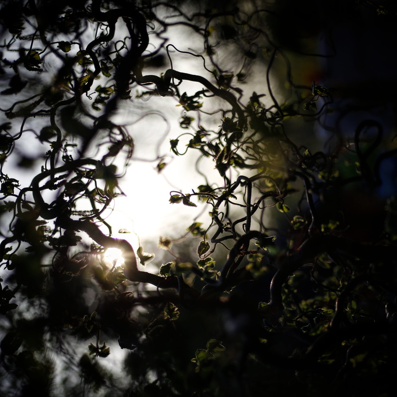 focus on foreground, magic, growth, 2K, day, plant part, closeup, silhouette, bush, nature, forrest, no people, green, plant, farytale, fairy, low angle view