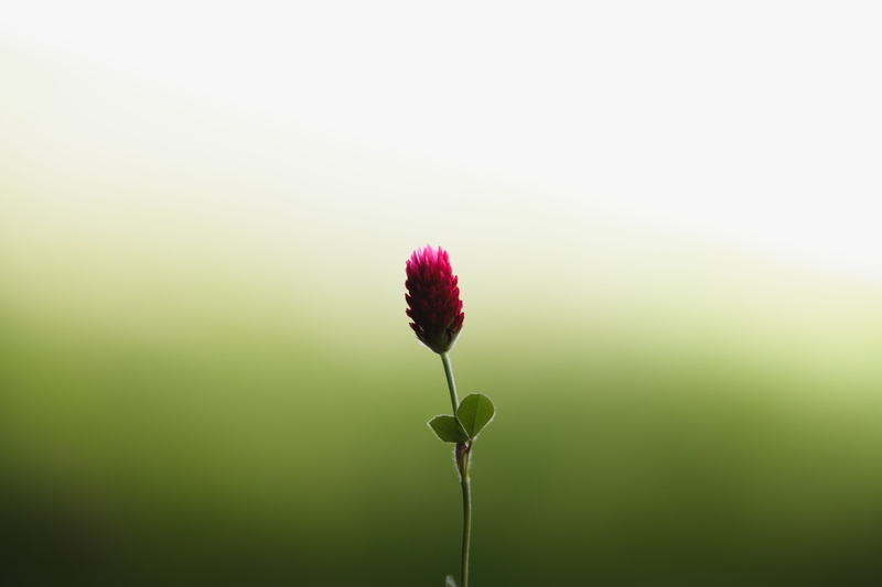 red, background, green background, hd background, flower, blur, outdoors, fragility, focus, vulnerability, copy space, photo, pink color