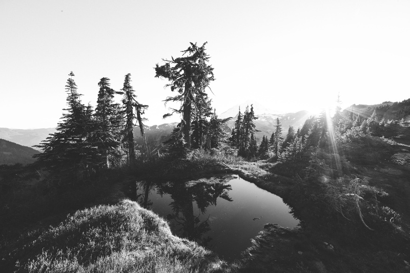 pine woodland, photography, trees, mountain, dylan luder, nikon d850, explore, grain, dark, scenics - nature, pine tree, forest, sky, tranquil scene, looks like film