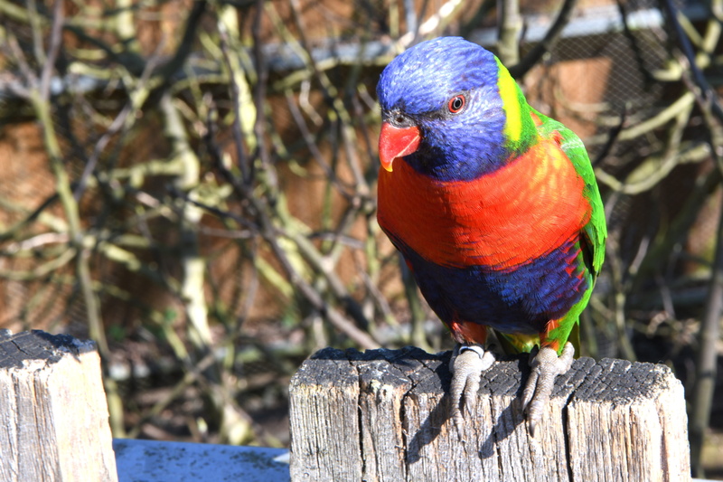 perching, multi colored, nikon d850, no people, loriquet, wooden post, multicolor, focus on foreground, animal wildlife, nature, vertebrate, animal, animal themes