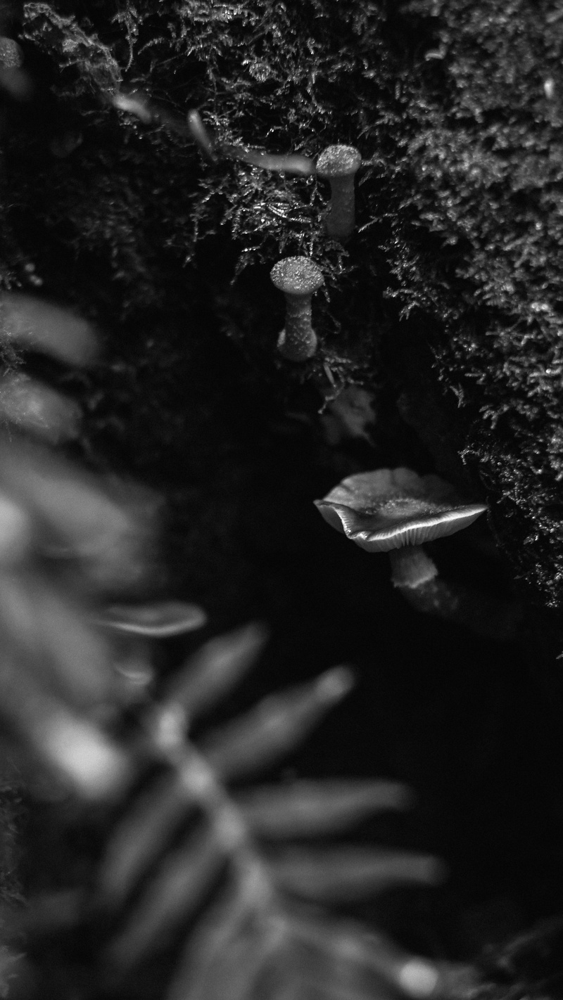 leisure activity, fern, trees, day, mycology, growth, depth of field, tree, washington, real people, nature, bokeh, washington