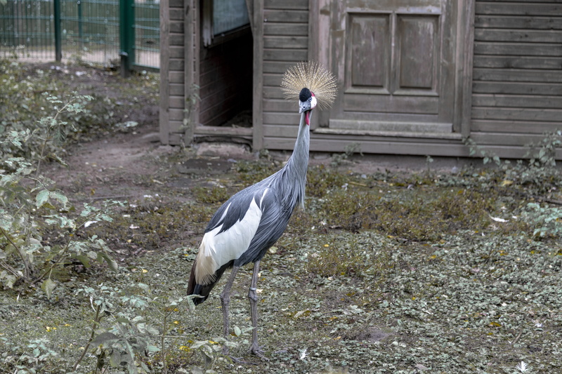 plumage, poultry, day, vertebrate, headdress, animal wildlife, animals in the wild, aquatic animal, colorful, field, bill, nikon d850, close up, bird, heron