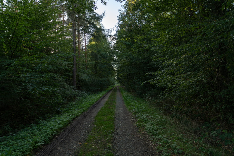 prieser, away, landscape, tranquil scene, d850, no people, forest path, shadow, growth, outdoors, scenics - nature, green, day, mystical, non-urban scene