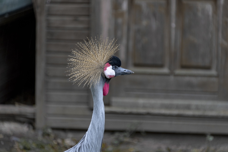 one animal, outdoors, bird, animal wildlife, crane - bird, feather, 8K, zoo, nikon d850, close-up, headdress, animals in the wild, animal, no people, animal neck