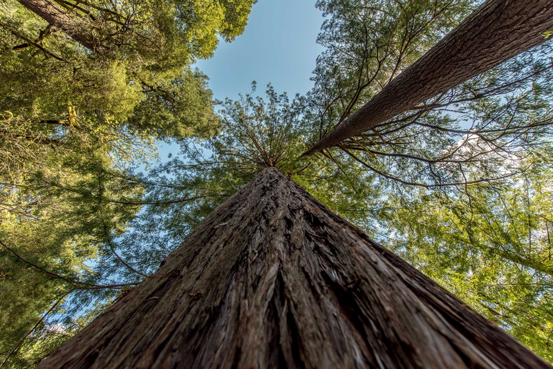no people, canopy, daytime, trees, surface, outdoors, 5K, land, nature, green color, tall tree, d850, wood - material, redwood, photography, directly below