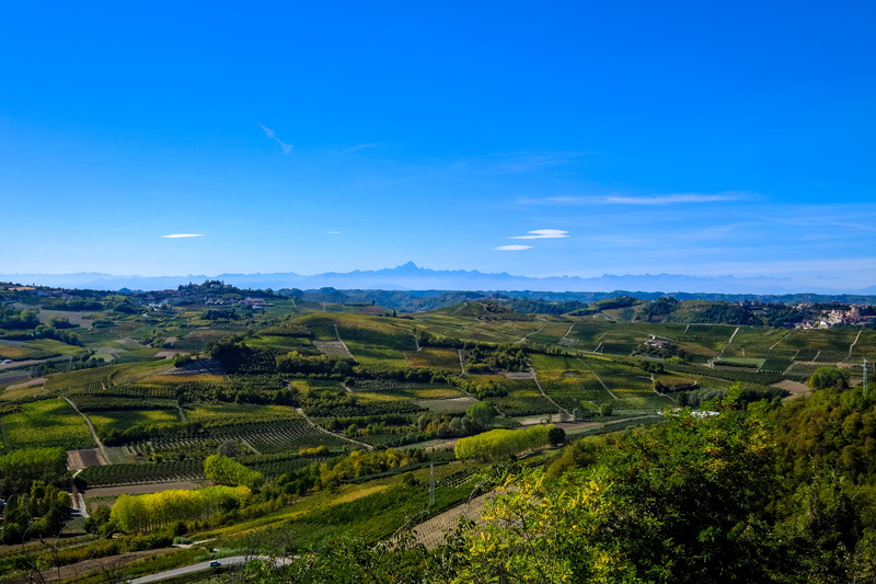 plant, beauty in nature, sky, field, tranquility, day, italy, plantation, neive, mountain, rolling landscape, tranquil scene, idyllic, scenics - nature