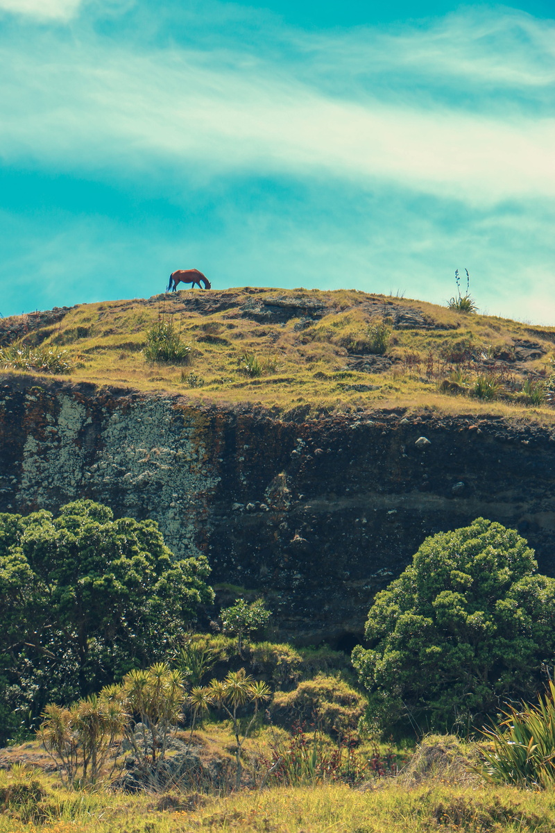 beauty in nature, no people, day, plant, animals, growth, land, new zealand, solid, tranquil scene, 5K, outdoors, rock, feeding, scenics - nature, tree
