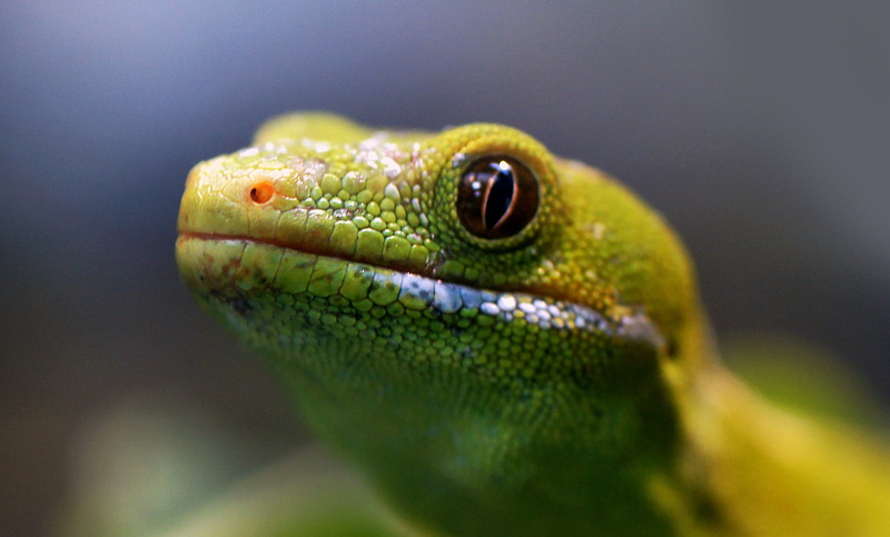 NZ, close up, green, Christchurch, Public Domain, Northland Green Gecko, close, green frog, animal, photos, reptile, close-up, 1080P, Sony DSLR-A580, wildlife