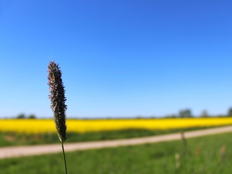 plant, tranquil scene, partly cloudy, outdoors, beauty in nature, panorama, field of rapeseeds, agriculture, crop, oilseed rape, field, sun, nature, blue