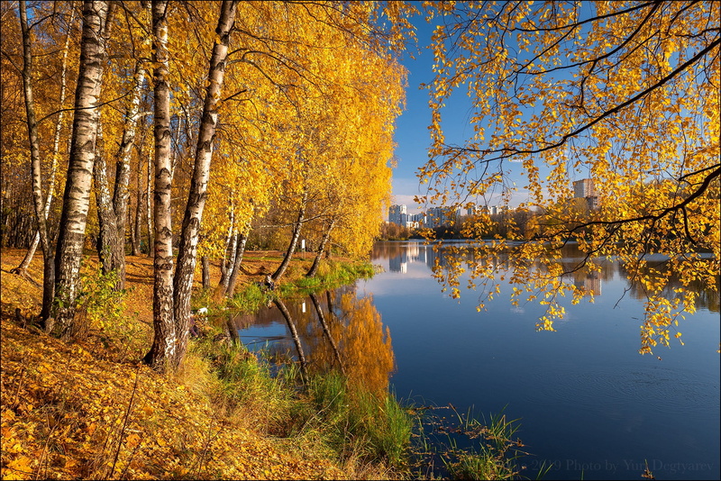 Moscow oblast, branches, 1080P, river, Russia, birch, birch grove, The River Pekhorka, autumn, reflection, Balashikha, trees