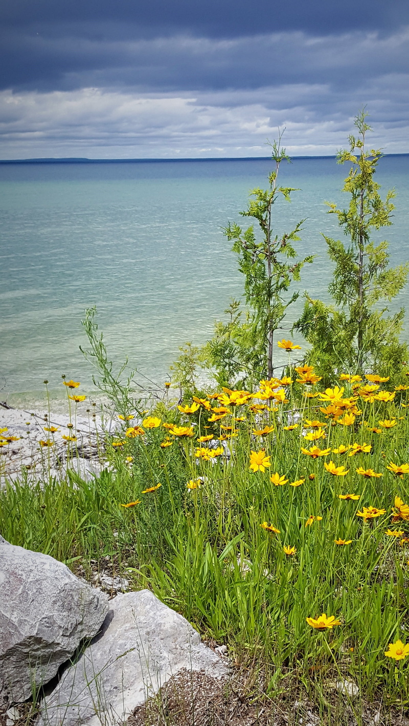 cloud - sky, scenics - nature, yellow, outdoors, nature, beauty in nature, coastline, lake huron, flower head, plant, 4K, sky, day, growth, sea, no people