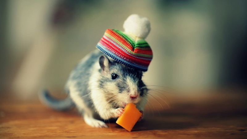 cheese, pets, 1080P, animal themes, no people, animal wildlife, black, eating, close-up, mouse, hat, vertebrate, selective focus, animal, white, domestic animals