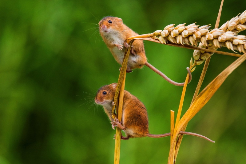 macro, mice, mammals, 2K