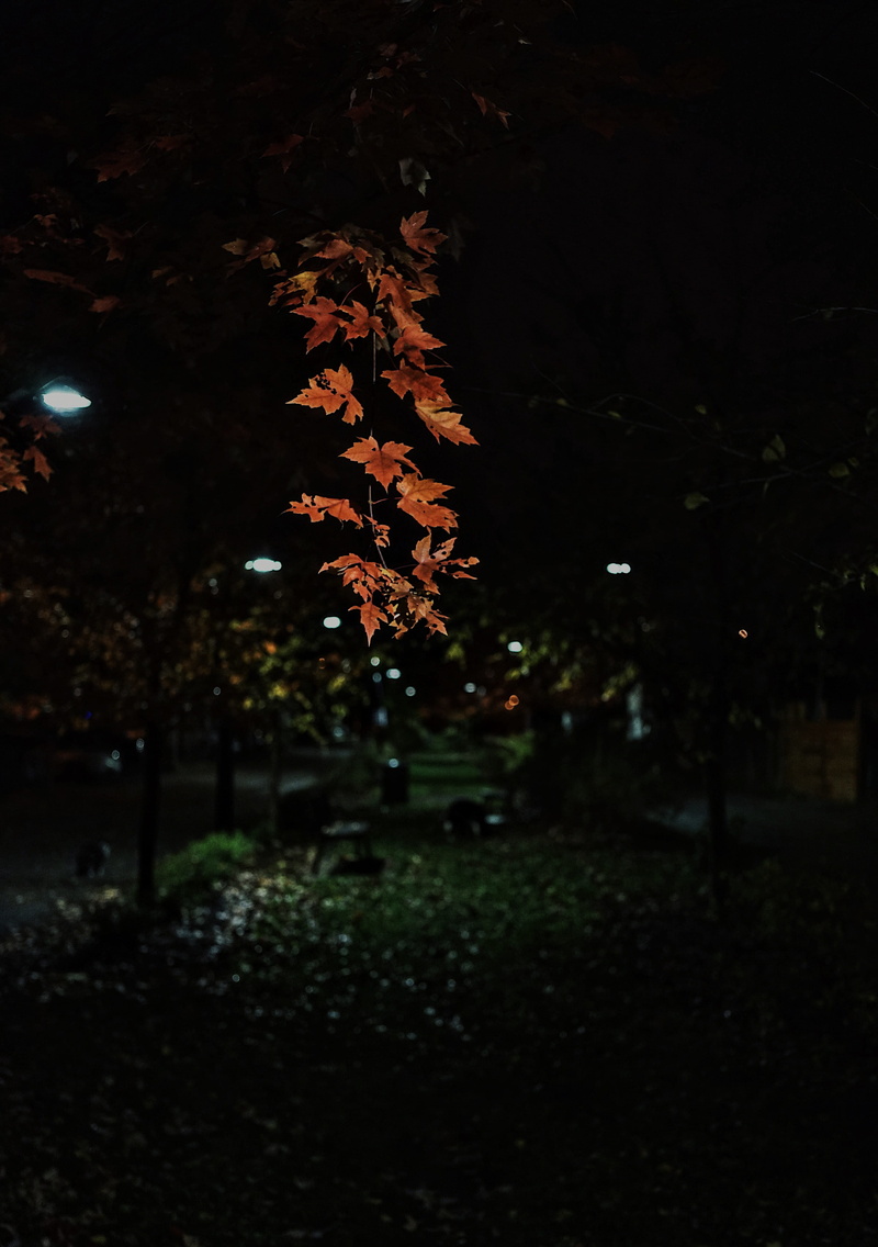 outdoors, maple, growth, orange, park, leaves, autumn, outside, plant, canada, night, beauty in nature, change, vertical, urban, glowing, tranquility, winter