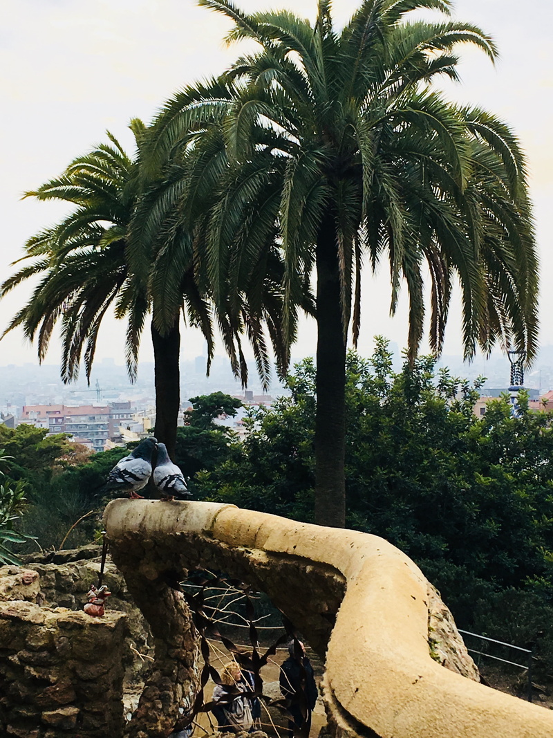 palm tree, spain, plant, growth, day, nature, sunlight, tropical climate, trunk, sea, love, güell, pigeons, 4K, tree, tranquility, beauty in nature, outdoors