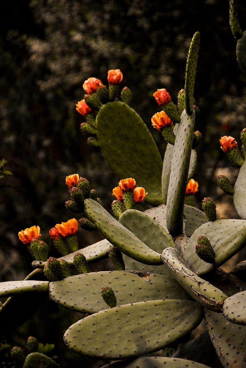 orange, succulent plant, cacti, growth, cactus, nature, bud, no people, sunlight, outdoors, vacation, food, spain, freshness, day, 2K, fig, selective focus