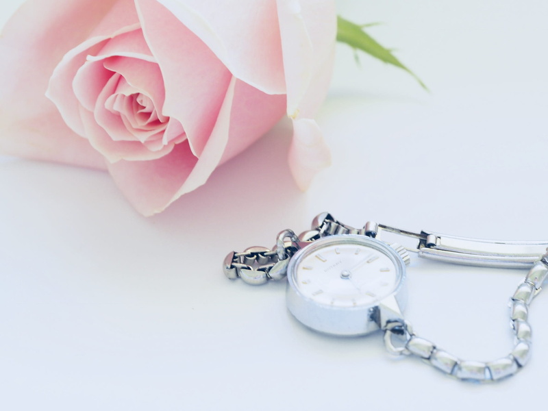 indoors, fragility, background, close-up, plant, freshness, weite, website, pink color, relax, create, bright, lovely, silver, pink, blog, colored