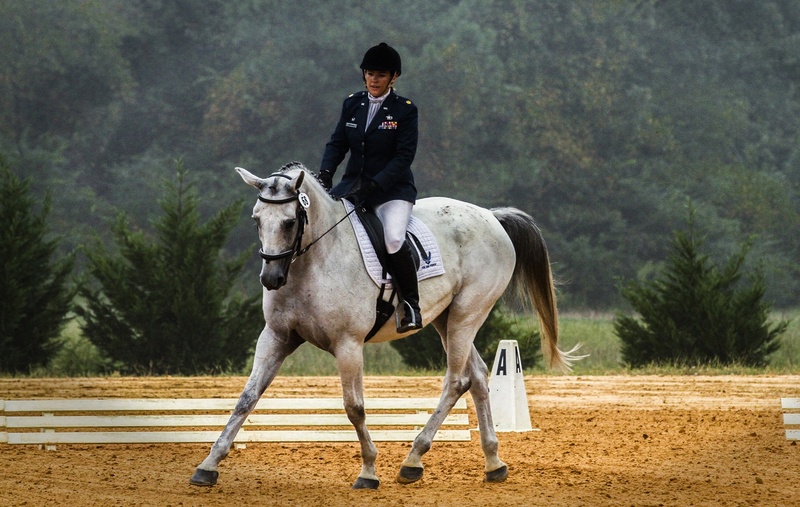 stallion, teamwork, white, person, sport, 1080P, mammal, outdoors, nature, women, horseback Riding, ride, equestrian, one animal, poise, herbivorous, horse