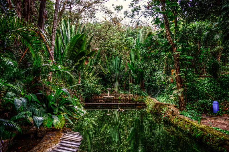 nature, scenics - nature, brazil, rainforest, bush, beauty In Nature, day, summer, garden, scenics, asia, park, water, tranquil scene, landscape, green
