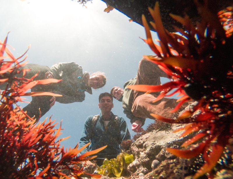 leisure activity, 2K, animal wildlife, bubbles, portrait, marine, up, coral, ocean, adventure, fish, young men, men, united states, underwater, animals in the wild