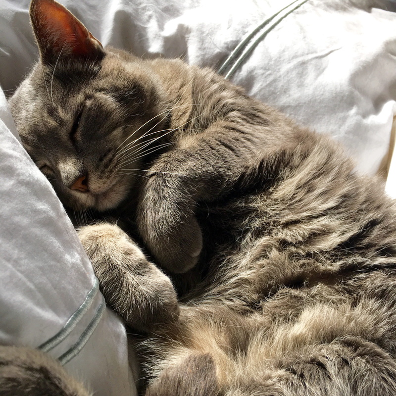 joy, australia, cat, animal themes, love, mammal, bed, one animal, close-up, west perth, bedroom, dream, comfortable, sunlight, sleeping, domestic animals