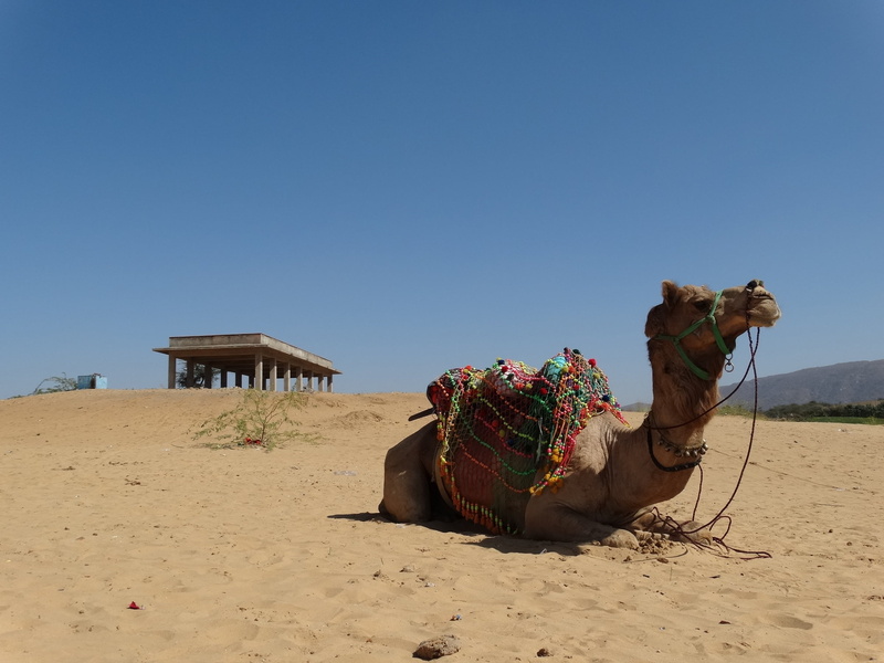 pushkar, brown, climate, animal themes, travel, mammal, pets, land, sunlight, india, arid climate, day, saddle, domestic animals, daytime, nature, working animal