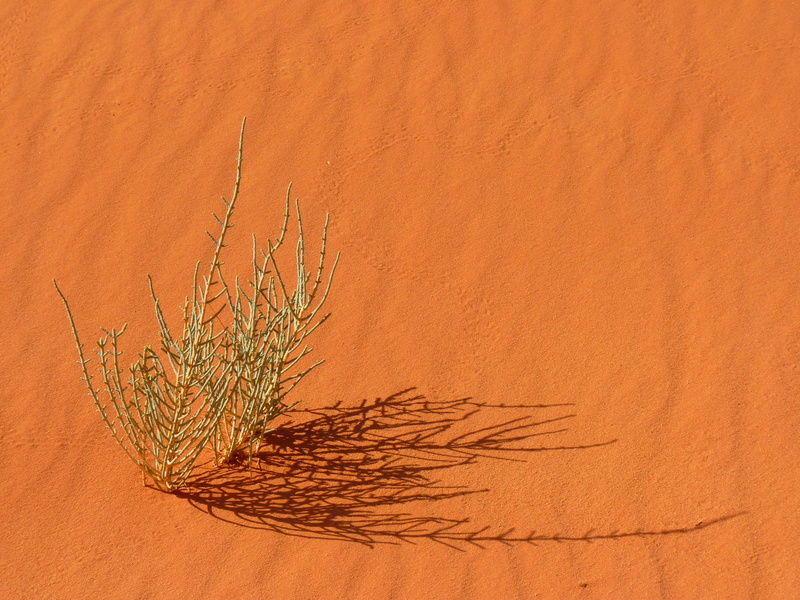 jordan, negev, holiday, landscape, outdoors, land, plant, green leaf, cereal plant, climate, drought, green, sand, dry, agriculture, middle east, sunlight