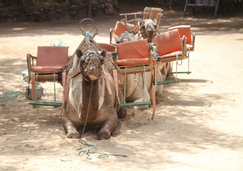nomad, adventure travel, desert camp, animal themes, domestic animals, livestock, day, more, animal wildlife, camel, sun, pets, working animal, caravan