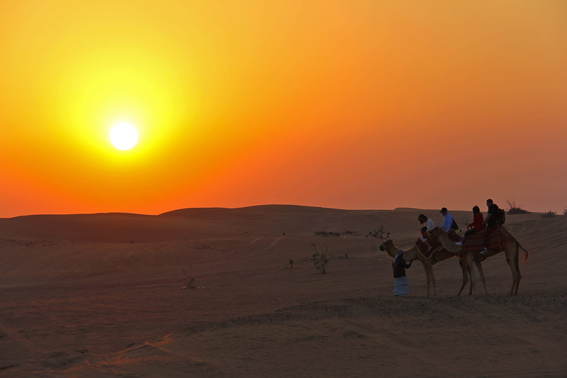 animal themes, dry, 2K, domestic animals, sky, dubai, arid climate, mammal, domestic, sun, outdoors, ride, landscape, safaris, wilderness, animal wildlife