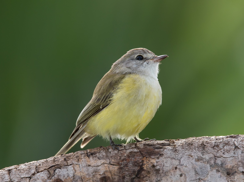 shallow focus, bird, tree branch, lemon, shallow, beak, animals In The Wild, microeca, branch, aka, photography, tree, Microeca flavigaster, 4K, yellow