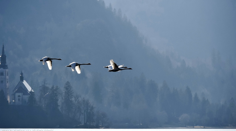 swans, sky, animals in the wild, outdoors, animal, Lakes, vertebrate, black, Nature, aka, plastique, four, day, flying, bird, scenics - nature, birds, animal themes