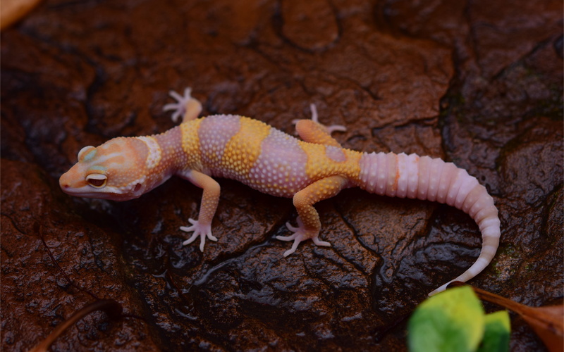 rainwater, eclipse, plant part, vertebrate, animal, one animal, tree, bell, reptile, rock, close-up, albino, las, day, leaf, plant, animal wildlife, mouth open