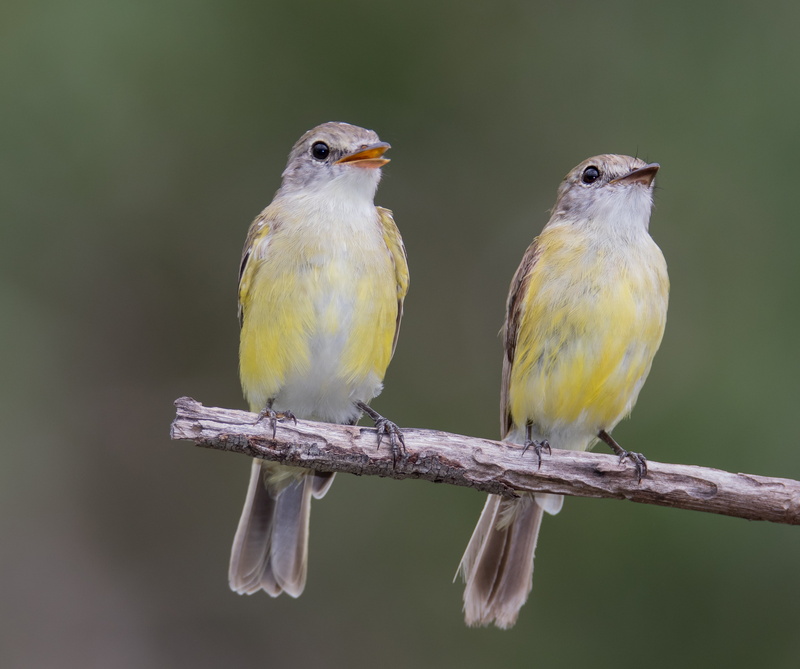Bulbuls, Flycatchers, beak, two, photography, wildlife, Robin, Microeca flavigaster, Yellow, microeca, branch, closeup photography, centimetres, aka, Lemon