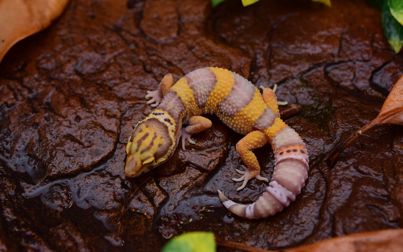 outdoors, one animal, las, close-up, rainwater, no people, reptile, amphibian, land, animal wildlife, day, rock, 5K, eclipse, high angle view