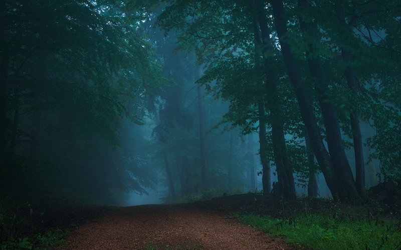 scenics - nature, morning, dirt road, footpath, nature, atmosphere, tree, green color, woodland, non-urban scene, land, remote, trees, tranquil scene, no people