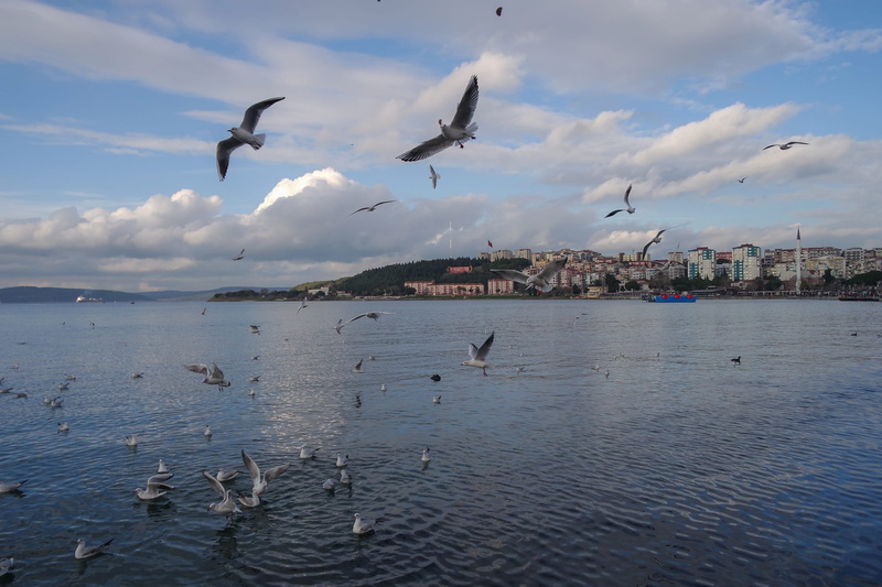 seagull, animal themes, animal, nature, outdoors, canakkale, bird, blue, marine, animals in the wild, landscape, cloud - sky, body of water, mid-air, spread wings