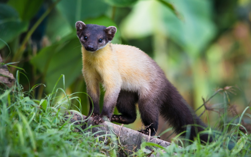 animal themes, herbivorous, asian, animal, focus on foreground, yellow, 4K, portrait, marten, outdoors, land, mammal, looking at camera, vertebrate, species
