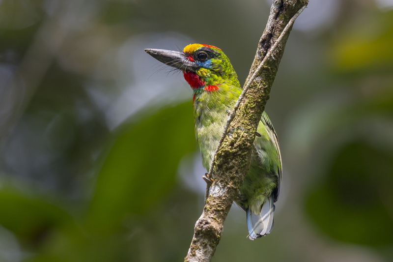Bokeh, Branch, 2K, Barbet, Red-Throated Barbet, Birds, Bird