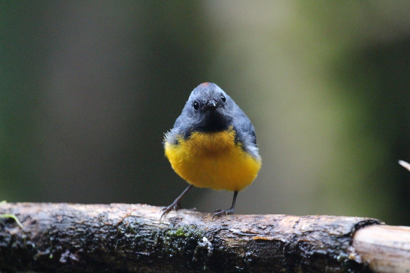 close-up, tree, 5K, outdoors, perching, nature, day, travel, traveling, beak, costa rica, animals in the wild, vertebrate, animal themes, slate-throated redstart