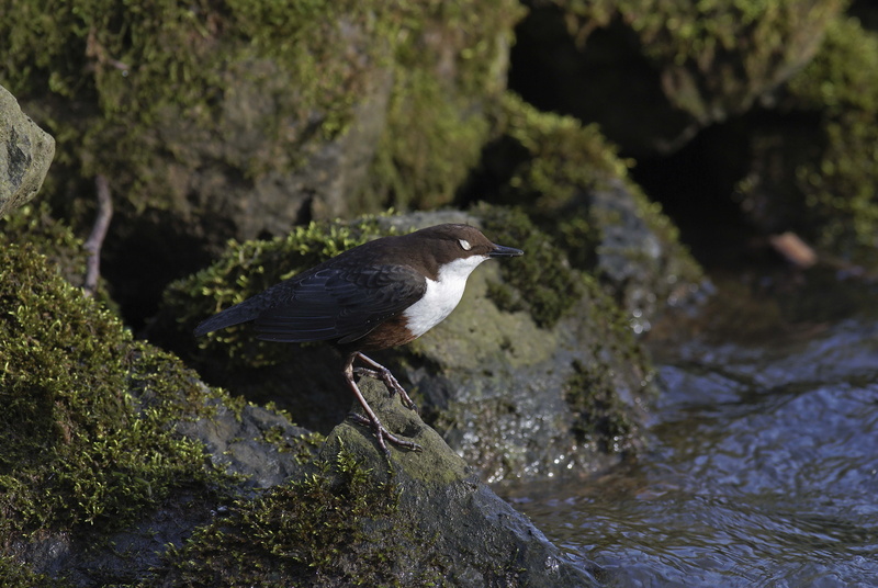 animals In The Wild, heon, color Image, sea, beauty In Nature, outdoors, flowing water, beak, rock - object, wildlife, water, no people, animal wildlife