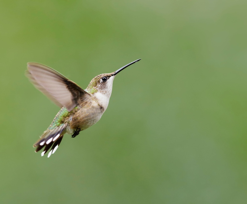 close-up, day, mid-air, nature, beak, bird, wings, icon, animals in the wild, wildlife, focus on foreground, no people, animal themes, flying, spread wings