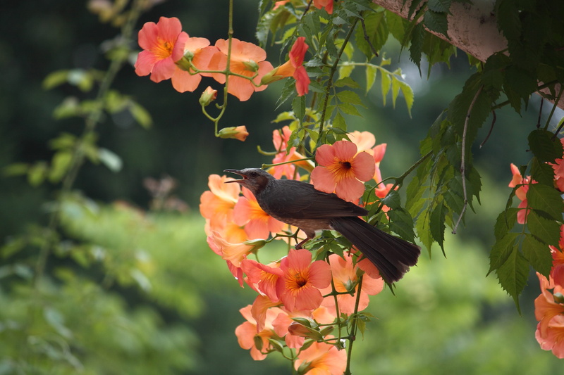 animal, fragility, vulnerability, plants, a trumpet creeper, plant, leaf, butterfly - insect, animal themes, 4K, nature, plant part, one animal, vertebrate