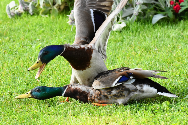 field, bird, grass, land, green color, animal wildlife, animals in the wild, plant, nature, animal family, animal, 4K, argue, mallard duck, two animals