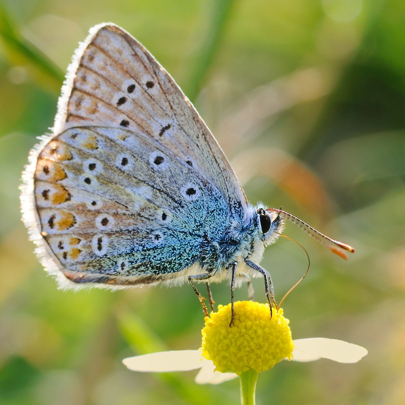 no people, petal, butterfly - insect, macro, flower head, one animal, animals in the wild, invertebrate, animal, flowering plant, close-up, animal wing