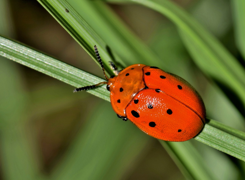 animal wing, bug, day, creature, no people, insectoid, entomology, spotted, nature, close-up, invertebrate, chelymorpha cassidea, outdoors, leaf, antennae