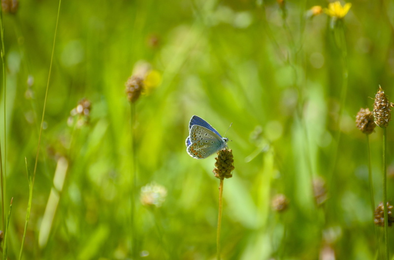 Argus, flowering plant, grass, focus on foreground, one animal, animal, common blue, pollination, flower, growth, invertebrate, Silver-Studded Blue, fragility