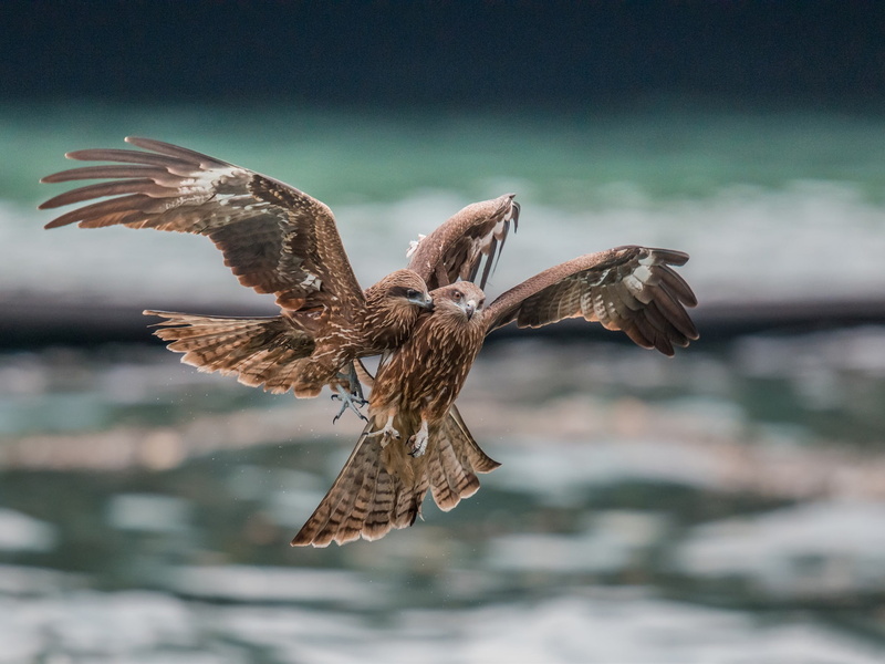 Two, Predator, 1080P, Eagles, Quarrel, Flight